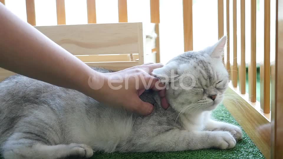 Woman Playing With Her Tabby Cat