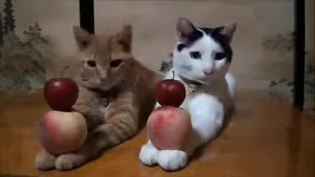 The Most Well Trained Cats Ever