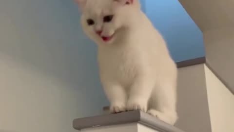 Funny cute cat here