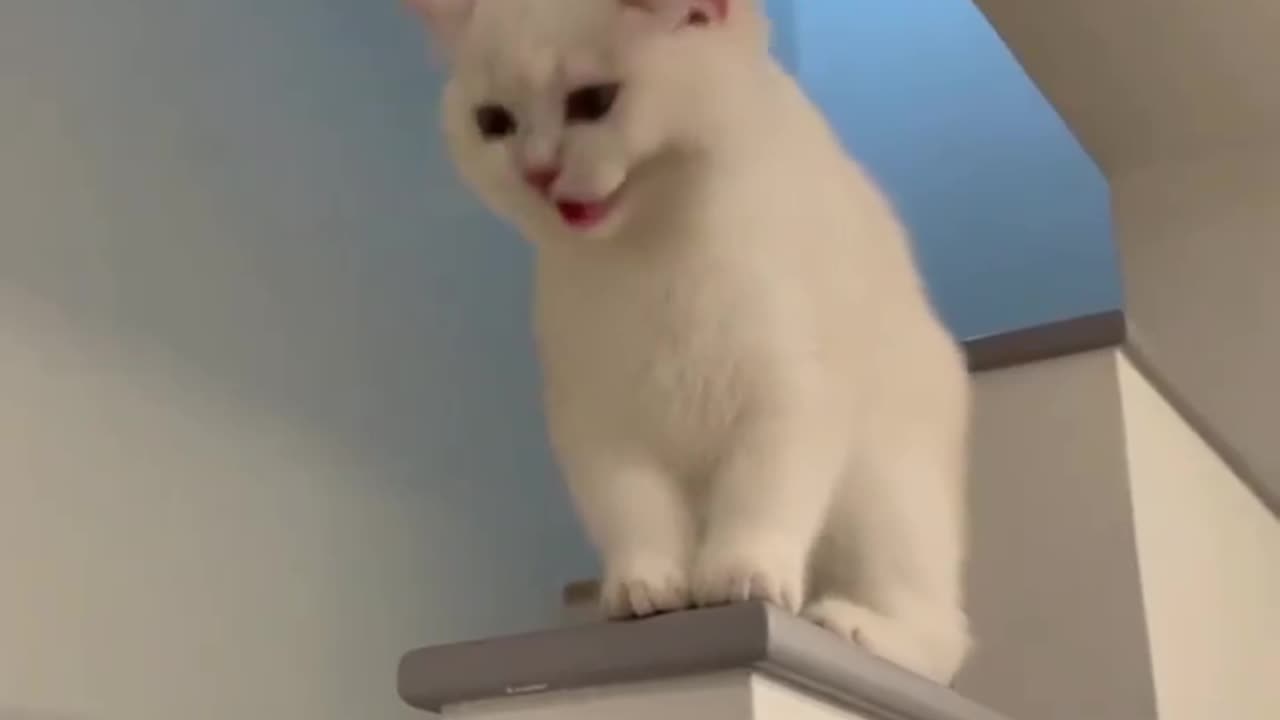 Funny cute cat here