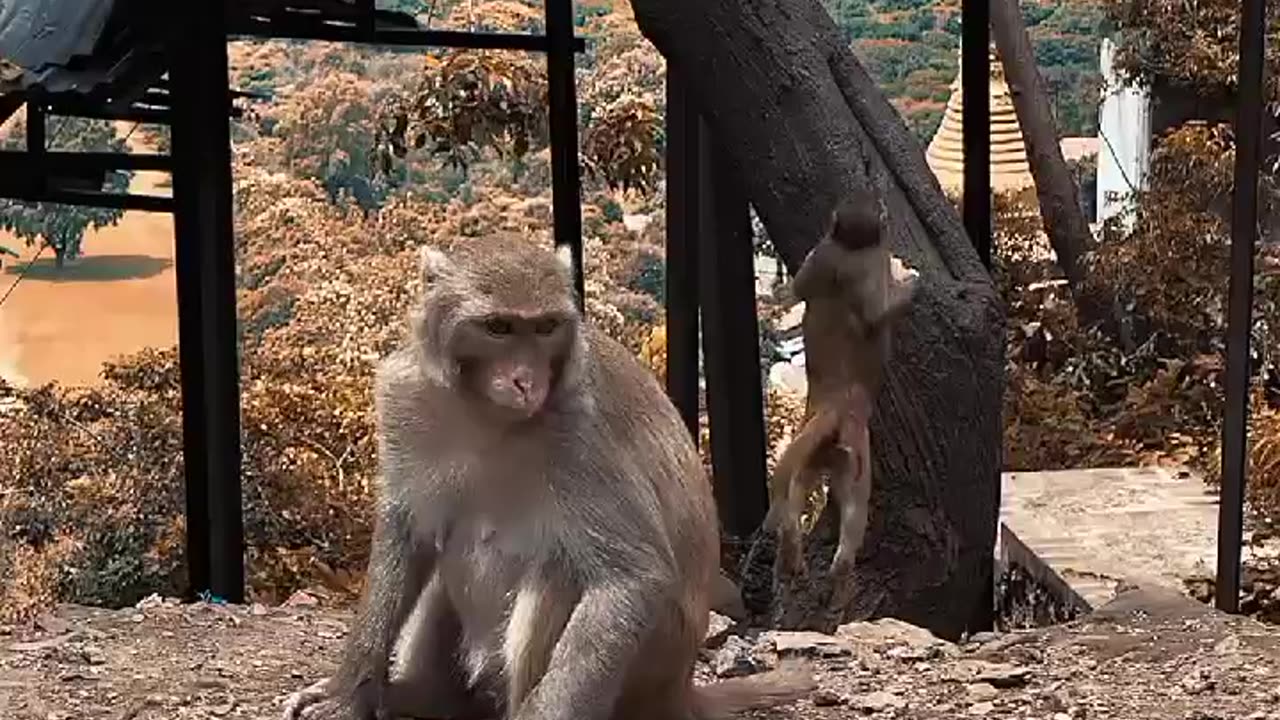 Monkey playing