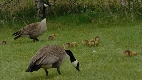 Goose, mom dad and cute baby goose's