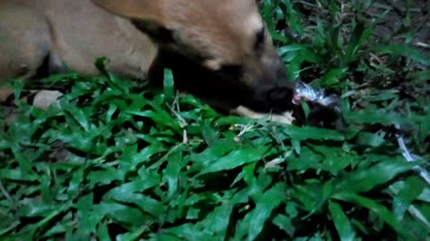 Dog Eating a Bird after Hunting