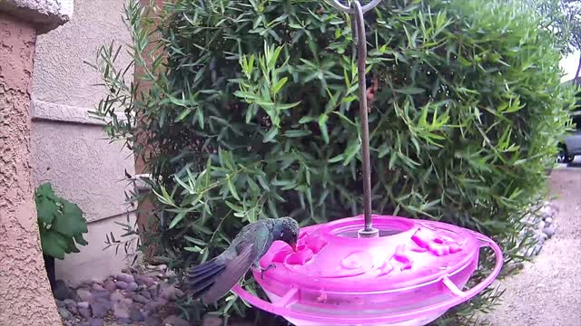Hummingbirds In Slo-Mo