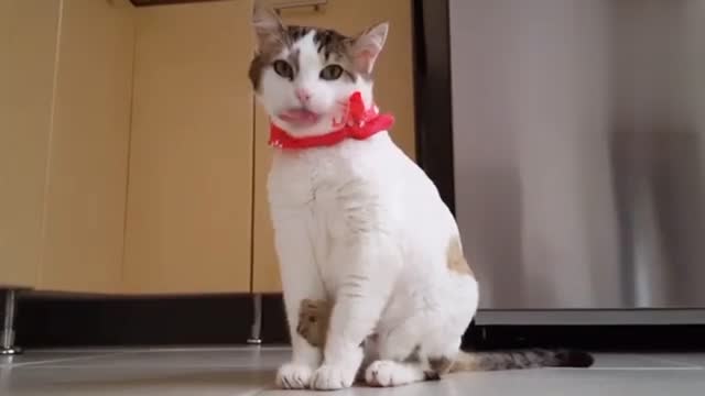 Cute and funny cat videos to keep You smiling! 😄