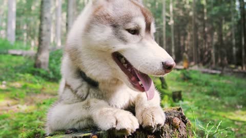 Funny and cute dog