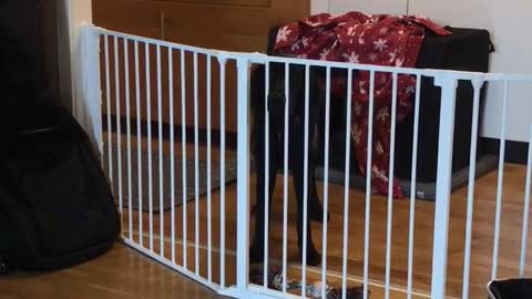 Black dog behind cage howling trying to get out