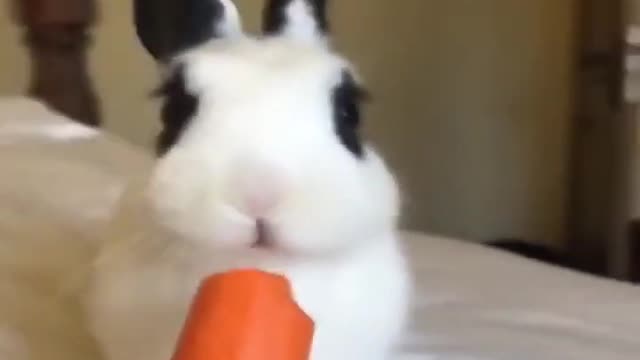 Cute Rabbit Videos - Try NOT To Smile Challenge