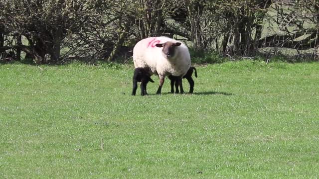 Beautifull agneau moutons