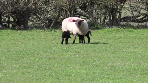 Beautifull agneau moutons