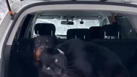 FRIENDSHIP BETWEEN BLACK PANTHER ANG DOG