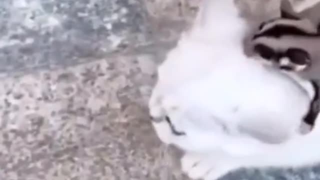 funny video ¹