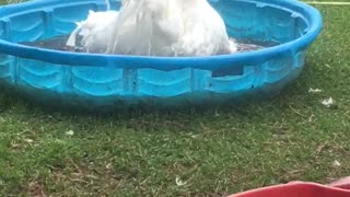 Meet Reuben, a Sebastopol rescue goose