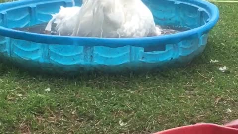 Meet Reuben, a Sebastopol rescue goose