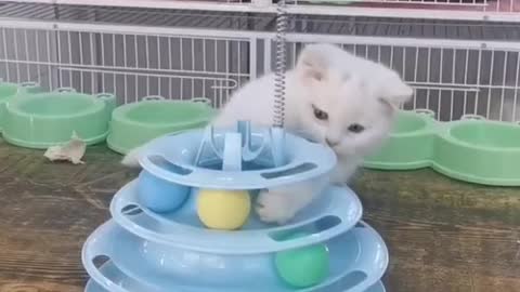 Cute kitten - Funniest compil