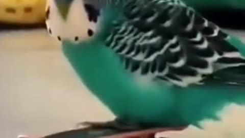 Parrot Skill }Parrot dance }Parrot memes