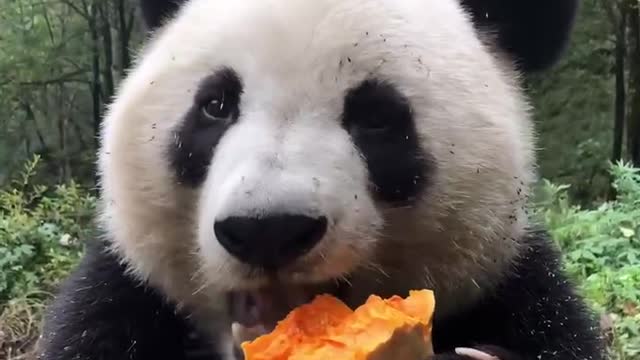 Gluttonous giant pandas