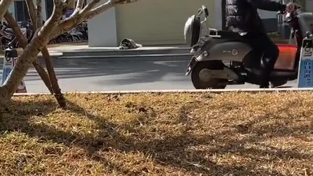 Funny Pet 2021 It's time to LAUGH with Dog's lifes34