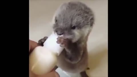 Rumble / animals - Adorable baby otter sipping milk