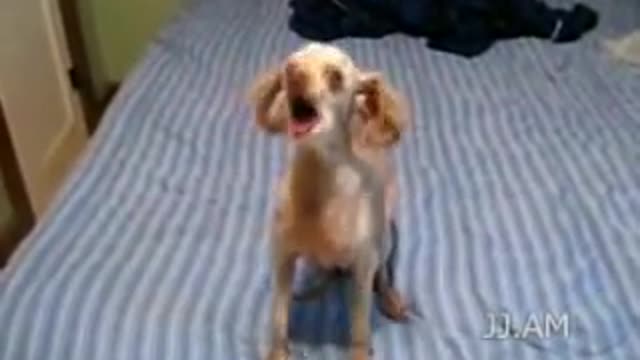 Funny dog