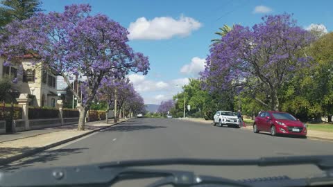 2019-11-30 North Adelaide Jacaranda 03