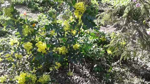 mahonia