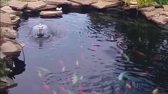 koi fish pond 33