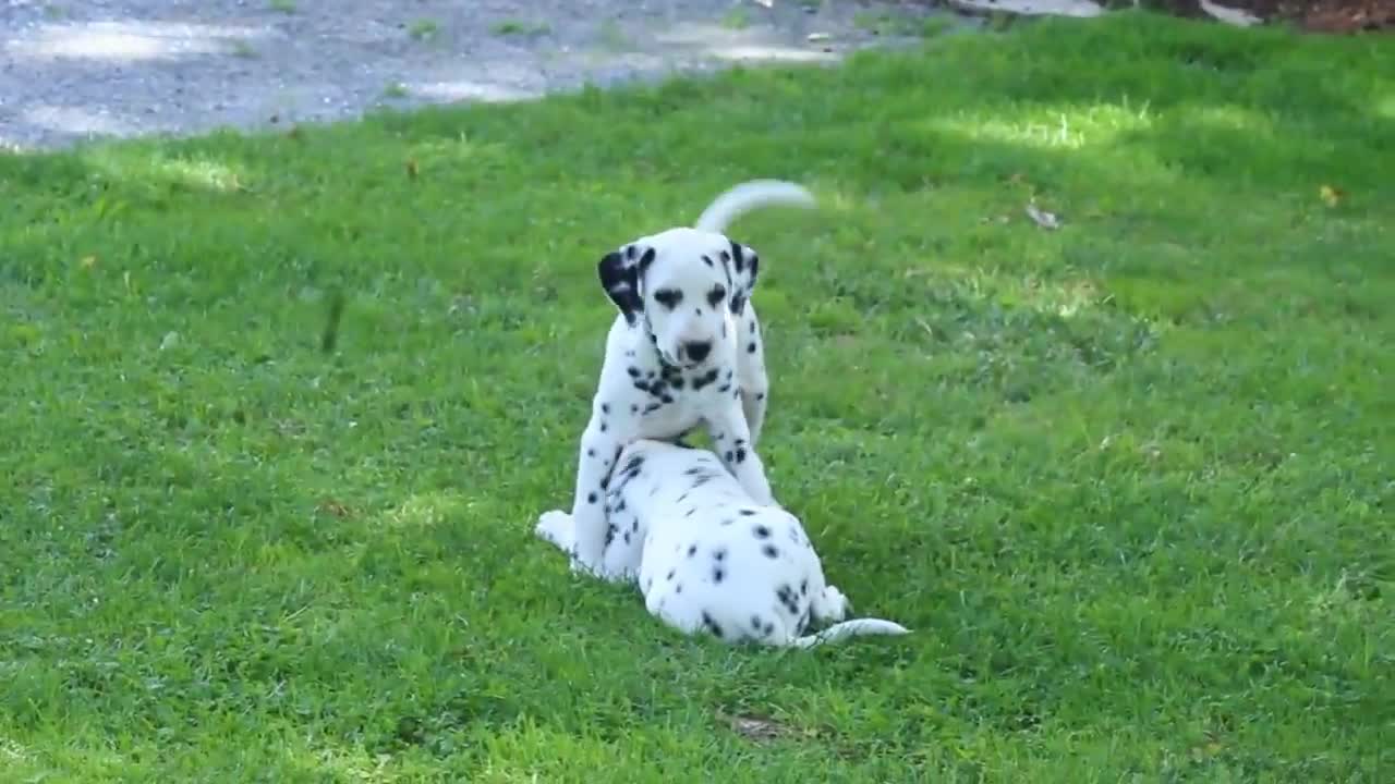 type #Dalmatian #puppies dog