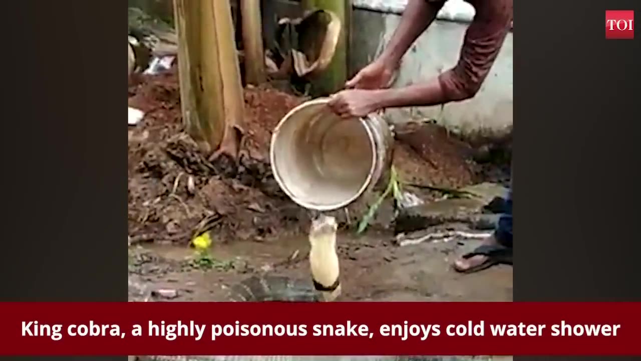 King cobra enjoys cold water shower