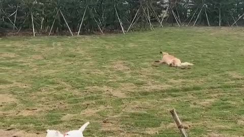 Puppy love is forever