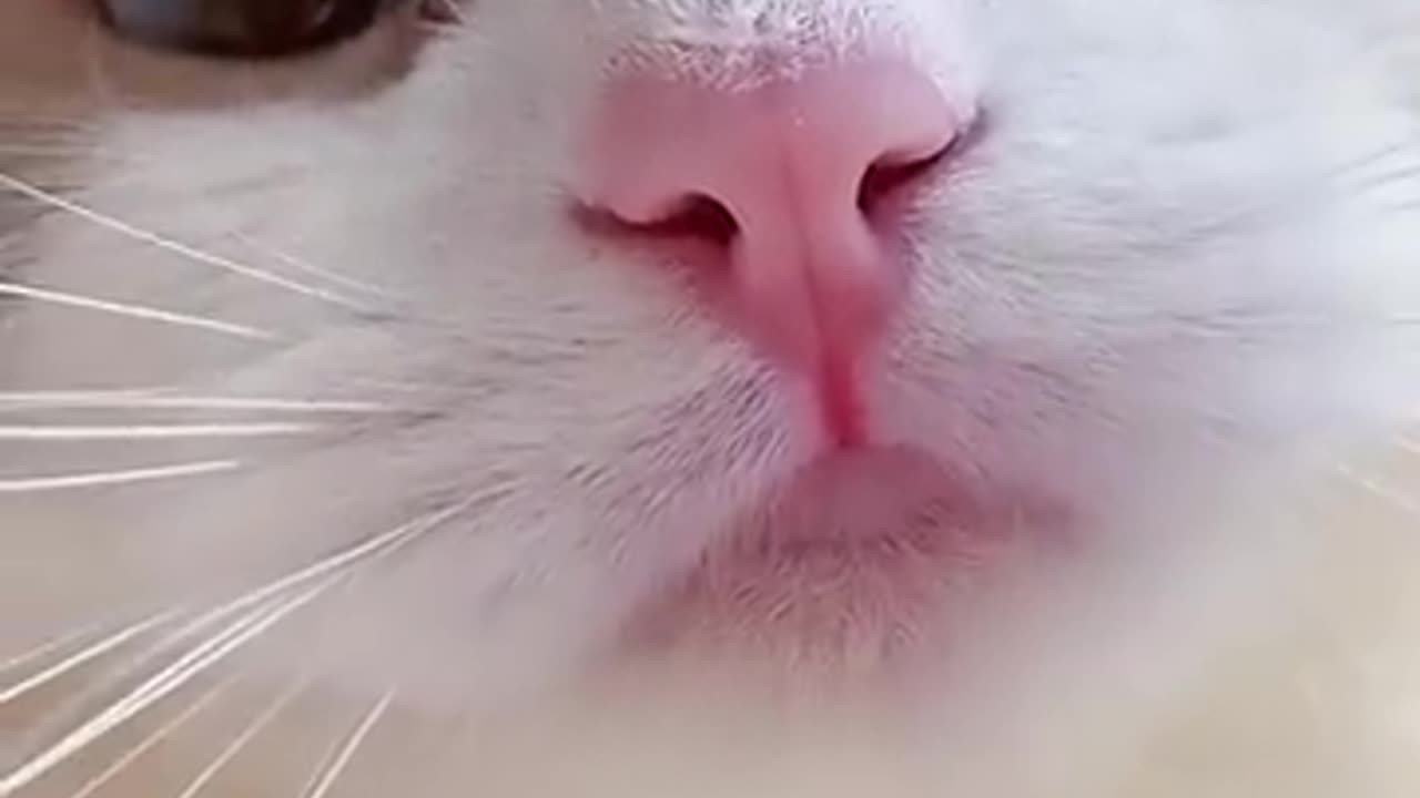 Cute kitten meow sound