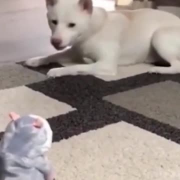 Hilariously Cute Kittens & Pups 2021- 11