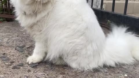 Cat video