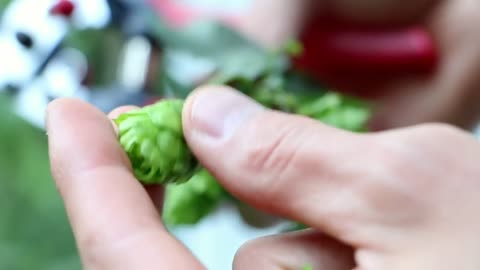 Growing hops in pots