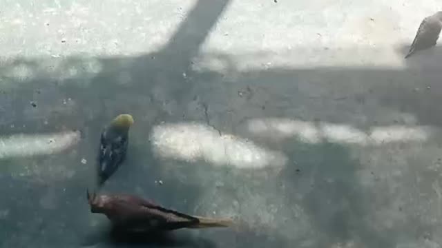 A lot of parrots