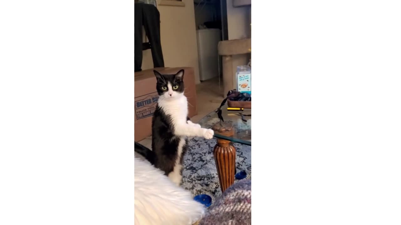 very polite cat wants treat