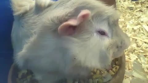 Porquinho da índia abissínio come dentro da tigela, depois corre [Nature & Animals]