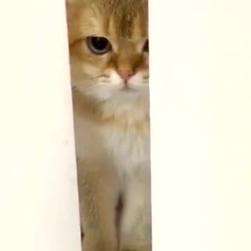 There was a little wretch hiding behind the door.🥺🥺🥺Can you help her?