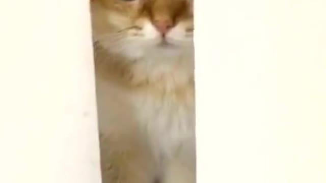There was a little wretch hiding behind the door.🥺🥺🥺Can you help her?