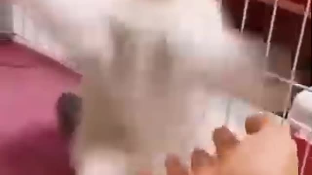 Karate cat 😼 #youtubeshorts #shorts