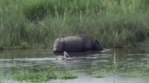 One horn Rhino from Kaziranga National Park Assam