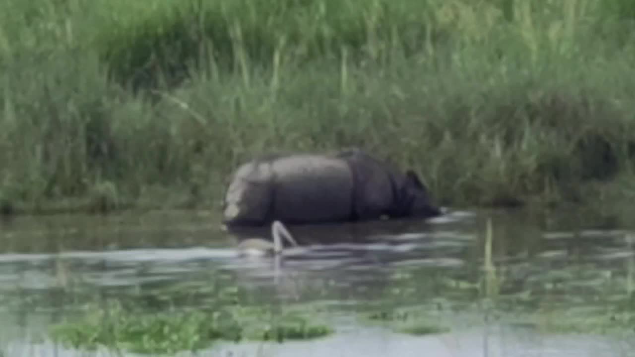 One horn Rhino from Kaziranga National Park Assam