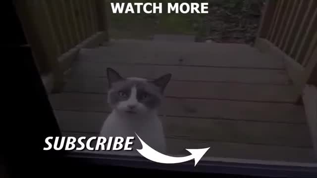 Funny cat
