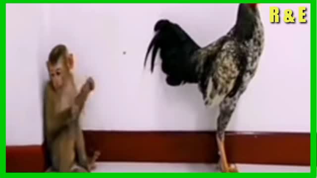 very funny monkey vs chicken makes you laugh