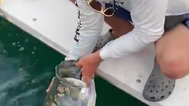 # Fish #