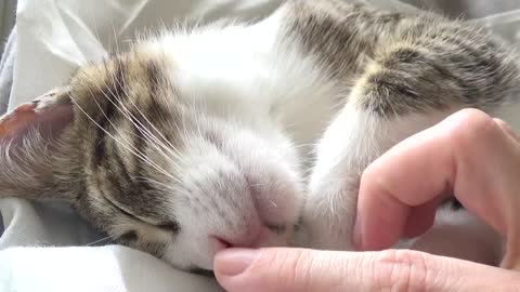 Adorable Little Cat Sleeps on His Head