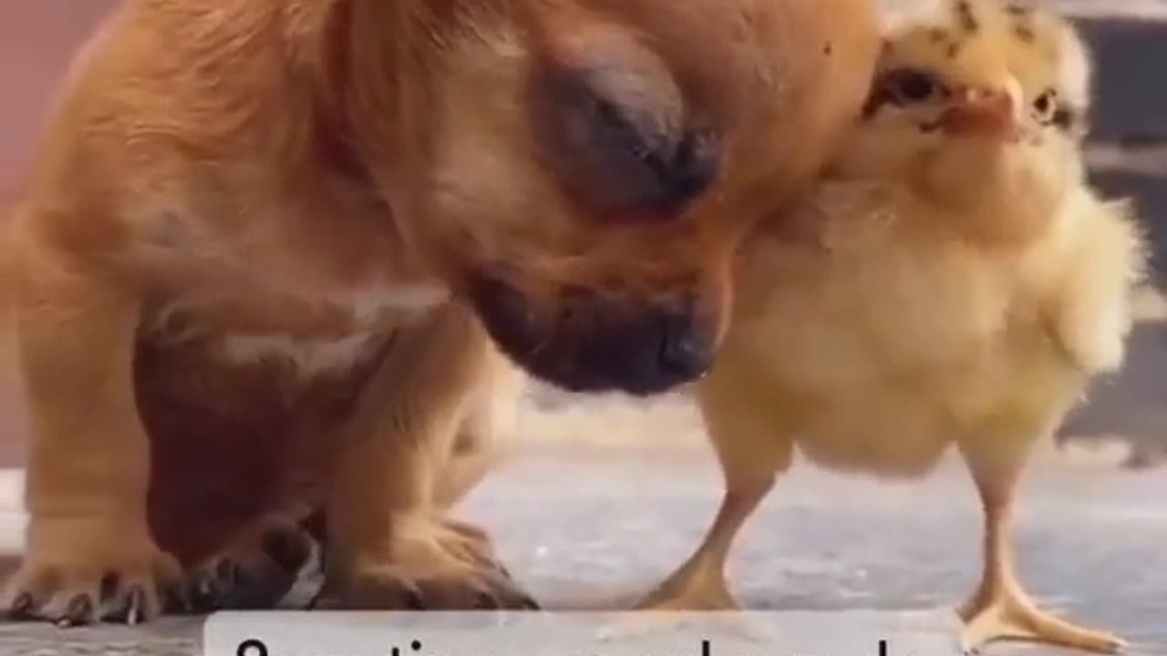 Friendship Puppy love her . A beautiful moment Funniest Animal Part 9 #shorts #animals