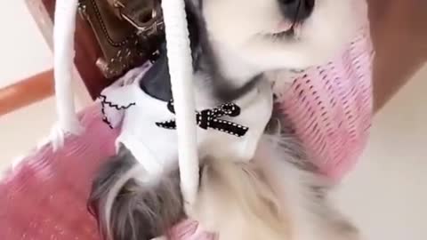 Your pet home