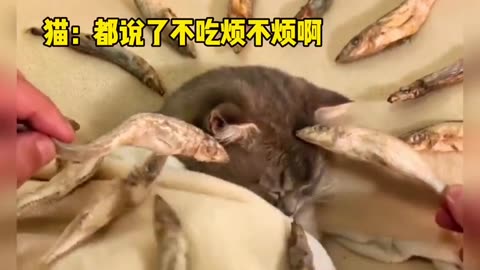 Funny Pets Moment #47