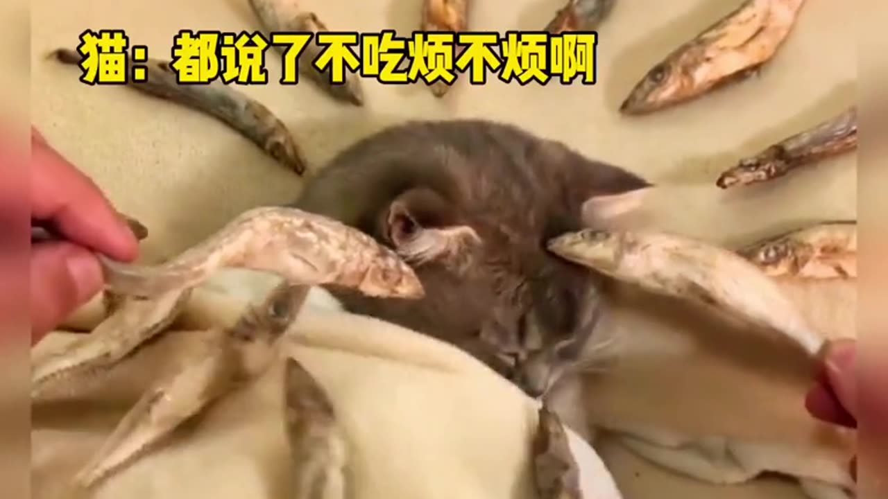 Funny Pets Moment #47